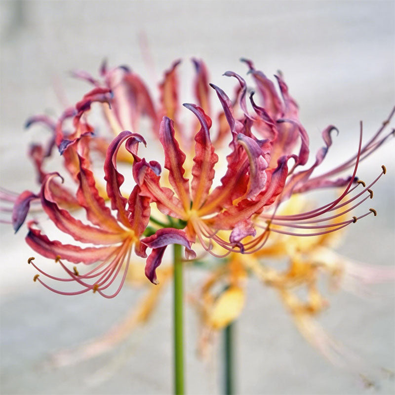 Lycoris – SUFLORYES